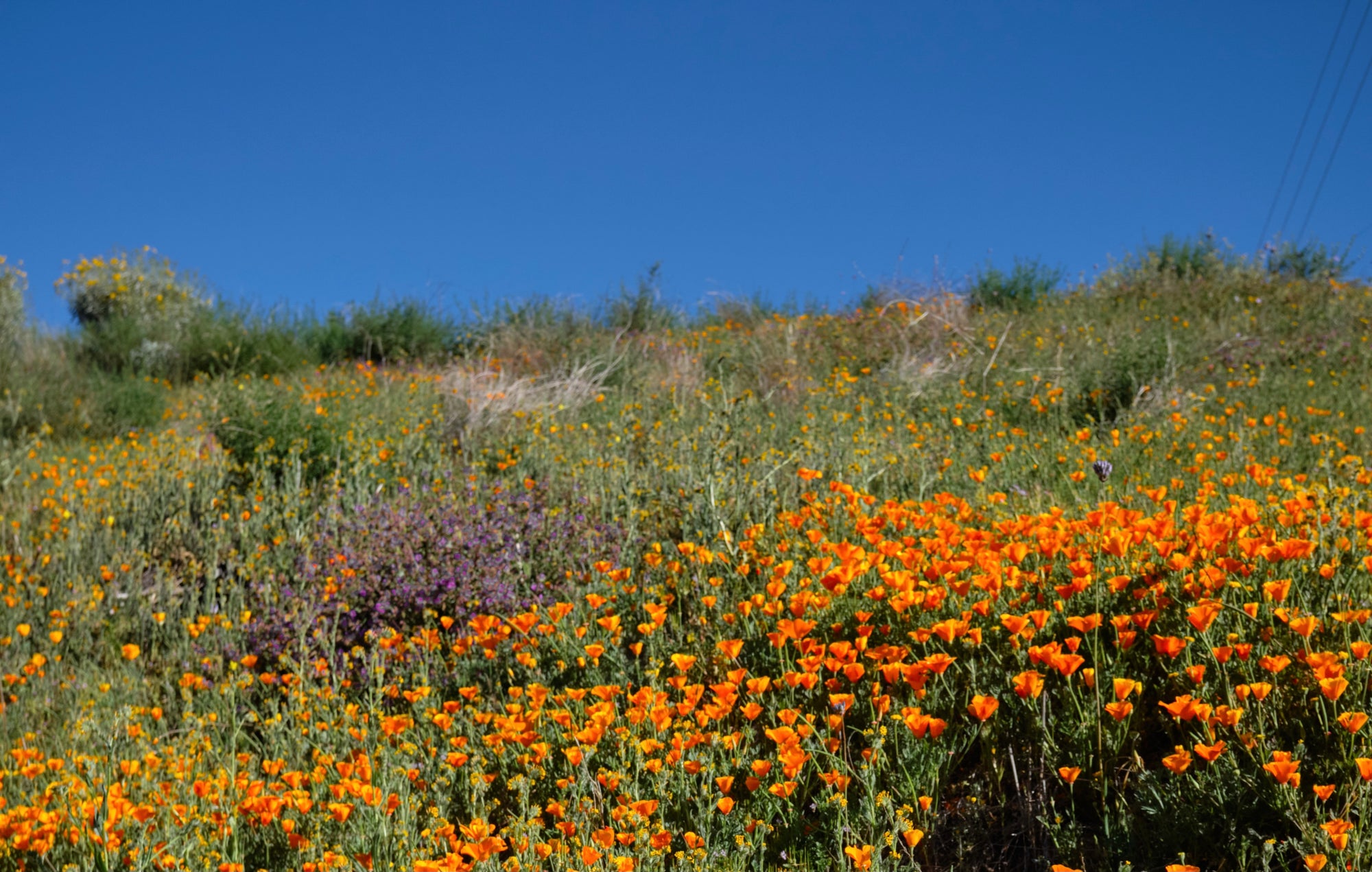 Among The Poppies